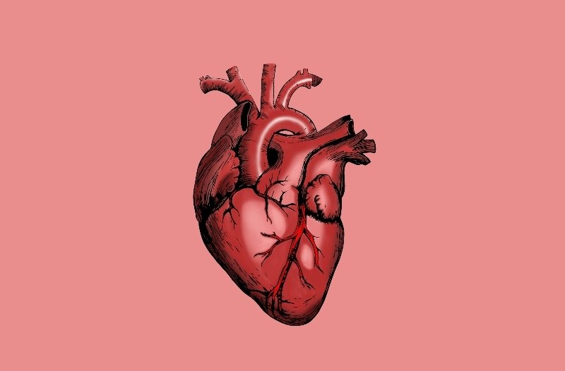 Le cœur : moteur essentiel de la circulation sanguine